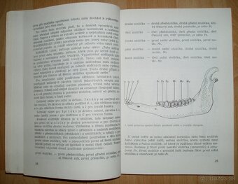 Posuzování věku živé a ulovené zvěře užitkové - 3