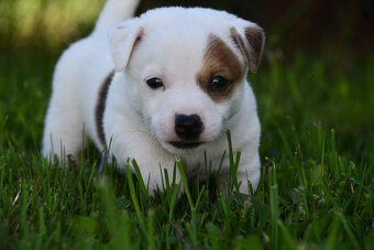 Jack Russell Terrier stenatka s PP - 3