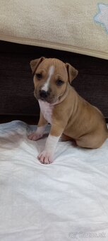 Staford/ridgeback/vlciak/border kolia krat. - 3