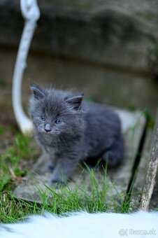 Mainská mývalia - maine coon - MCO - mačička POLLY - 3