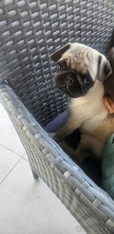 Mops - 3