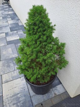 Smrek biely, 160cm a 70cm - 3