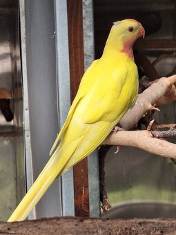 Baraband škorica, princ lutino albino - 3