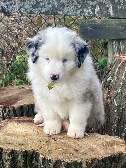 Miniatúrny americký ovčiak s PP - 3