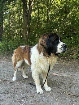 Moskovský strážny pes - Bajnok - 3