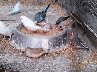 Predám vtáctvo - 3