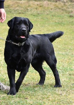 Labrador s PP - 3