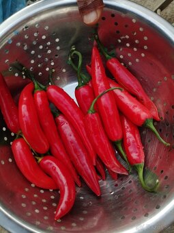 Chilli cayenne, priesady, planty - 3