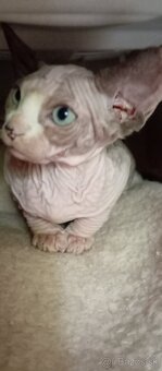 Kanadský sphynx mačiatka - 3