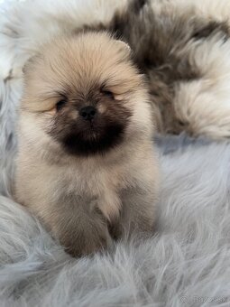 Pomeranian s PP (FCI) - 3