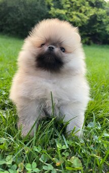 Pomeranian s PP (FCI) - 3