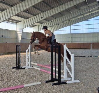 Šikovný mladý valach ČT - 3