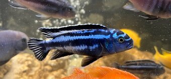 Africké Cichlidy - 3