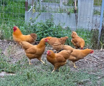 Oravka zdrobnelá - 3