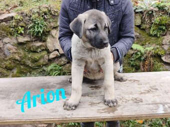 Kangal šteniatka s PP - 3