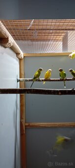 ALEXANDER ČERVENOHLAVÝ - 3