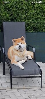 Akita Inu - 3