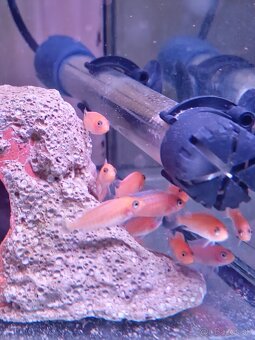 Malawi Africké cichlidy - 3