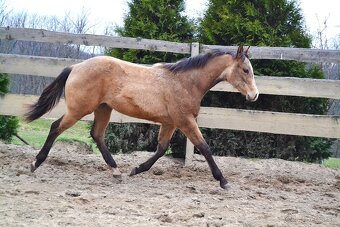 Quarter horse hřebeček - 3