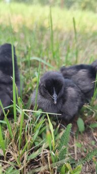 Ayam Cemani kuriatka - 3