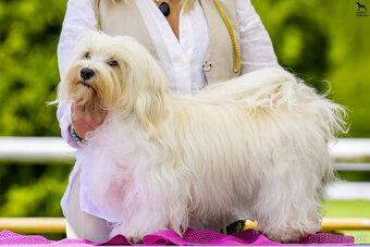 Havanský psík s PP ,Bichon Havanais k rezervácií - 3