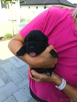 Cane Corso - 3
