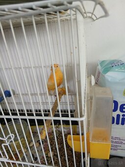 Predám kanarika samičku - 3