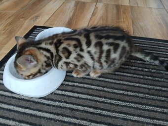 bengal bengalska macka bengalske maciatka - 3
