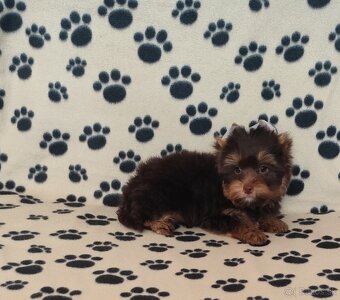 Yorkshire terrier - 3