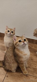 Britské mačiatka - 3