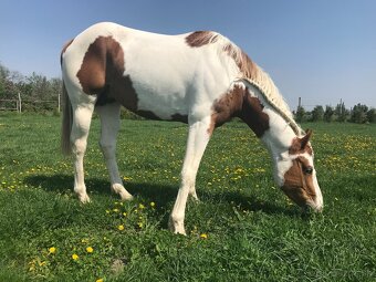 Predám 10 ročného žrebca Paint Horse - 3