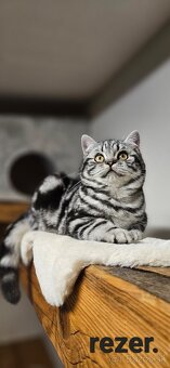 Britské mačiatka whiskas s PP - 3