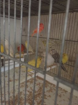kanáriky - 3