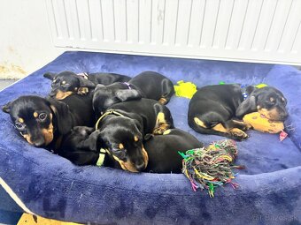 Jazvečík kratkosrstý - 3