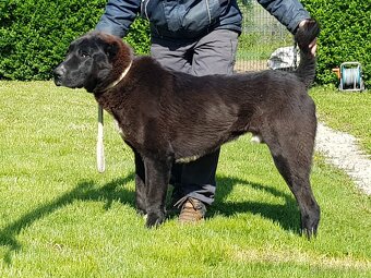 Stredoázijský ovčiak_1 - 3