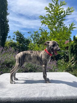 Whippet s PP - 3