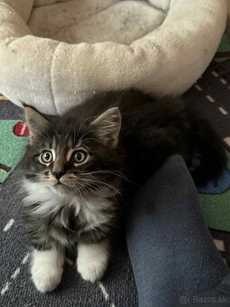 Na predaj mačiatko Maine Coon – mačička bez PP - 3