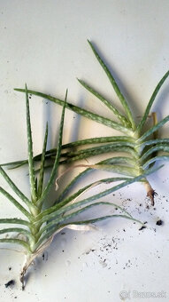 Pilea,citronový muškát,nádchovník, aloe vera - 3