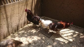 Kohút araucana - 3