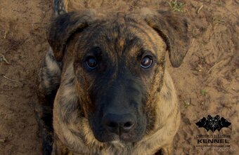 Raritné šteniatko - Uruguajský Cimarron s PP - 3