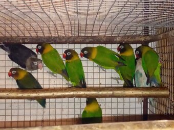 Agapornisy škraboškove - 3