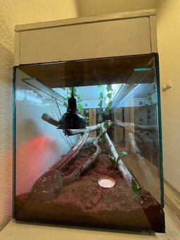 Ručne robená teraristická zostava / Terárium - 3