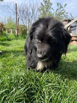 Kody - pes na adopciu - 3
