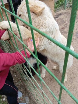 Na predaj: 2 šteniatka (kríženec Slovenský čuvač x Husky) - 3