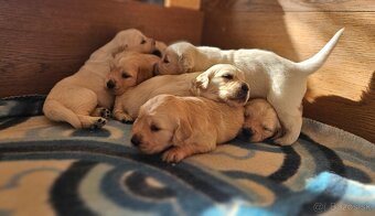 Zlatý retriever - 3