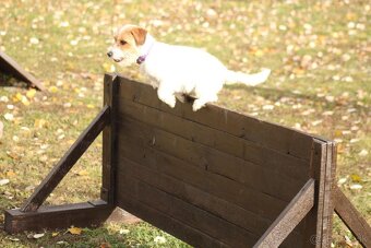 Jack Russell teriér s PP - 3