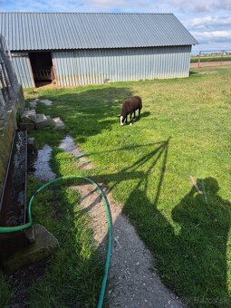 Baran Zwartbles - 3