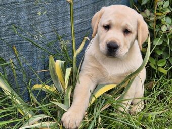 Labrador s PP - 3
