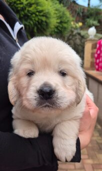 Zlatý retriever - šteniatka s PP, poslední 2 chlapci voľní - 3