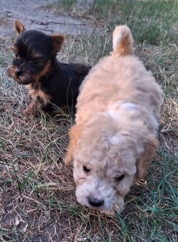 Mini yorky - 3